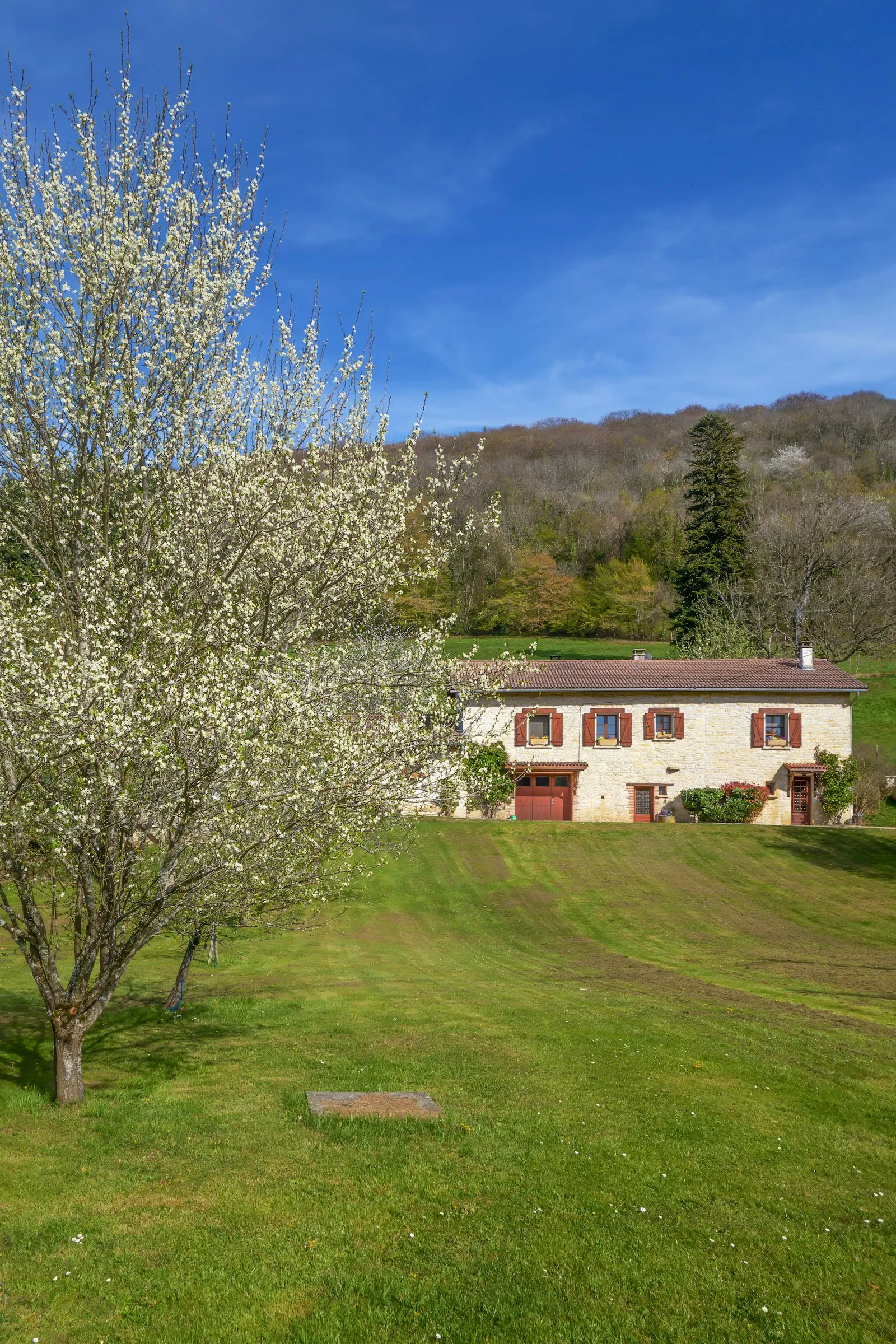 Une maison blanche à volets rouges au milieu d'une grande pelouse, avec un arbre en fleurs
