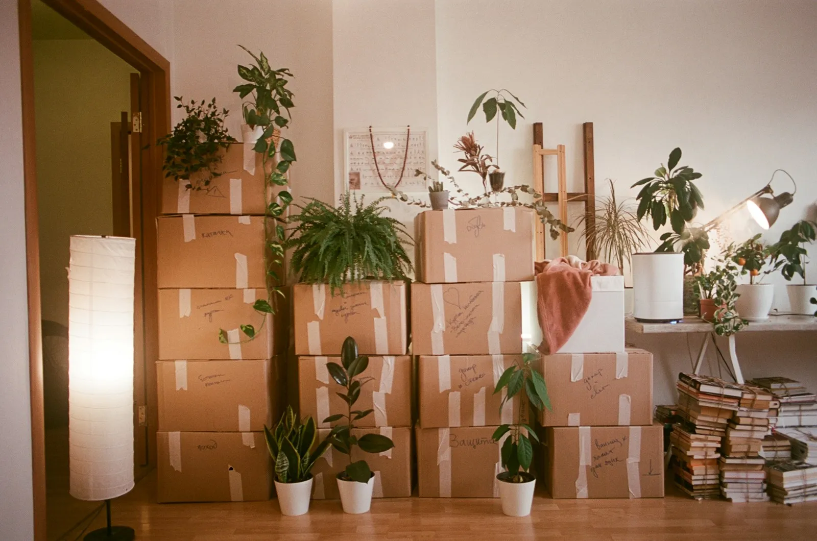 Des cartons de déménagement empilés et des plantes vertes dans une pièce lumineuse
