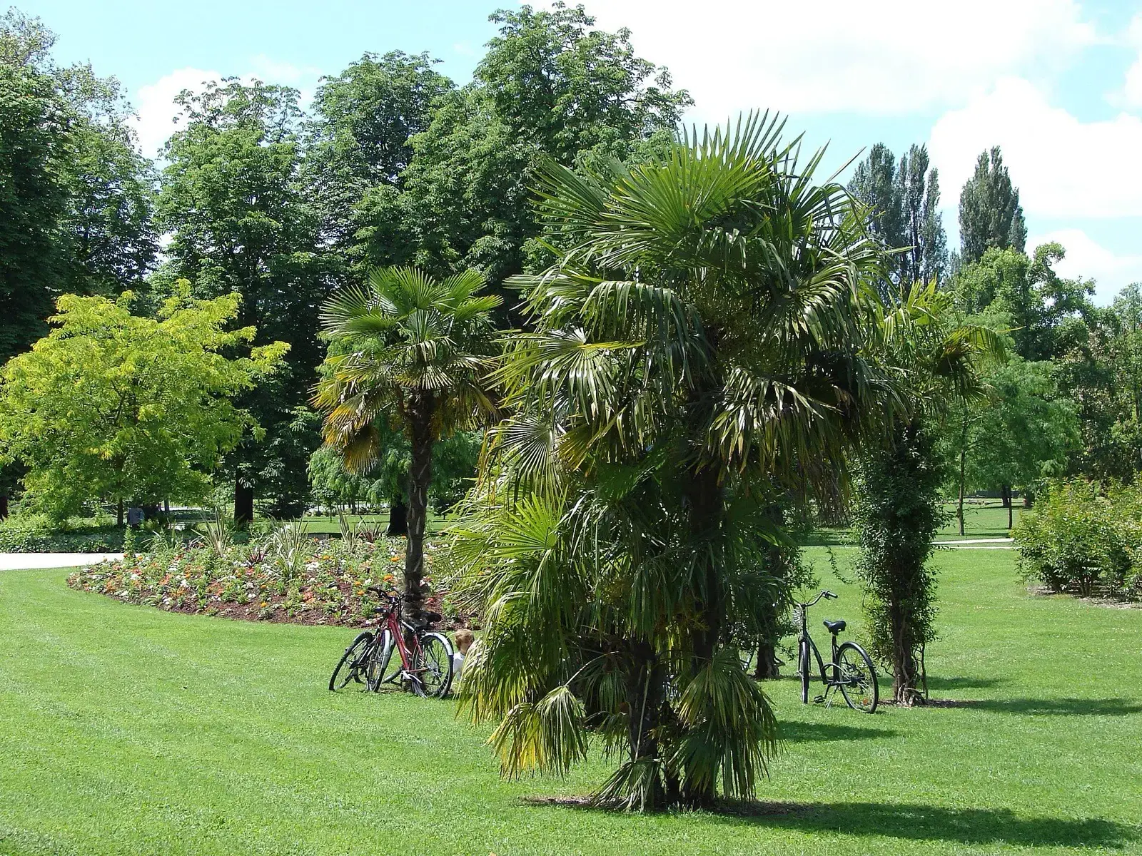 Les pelouses et les palmiers du Parc bordelais