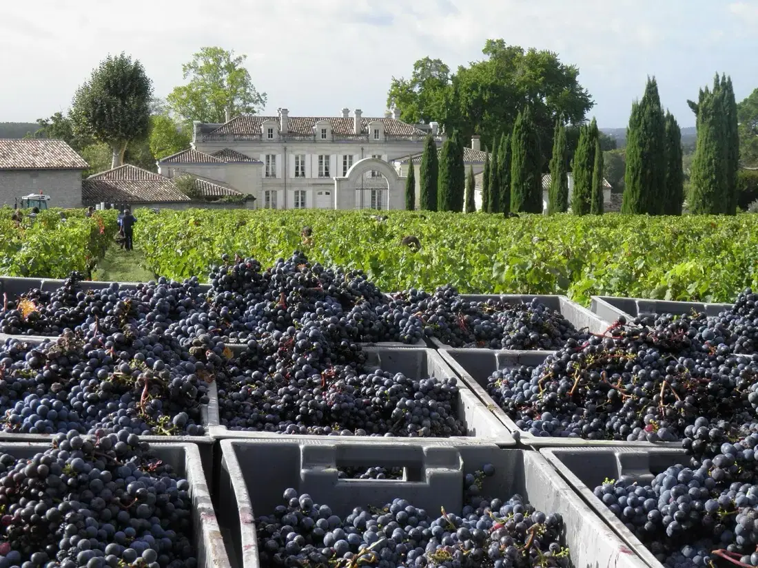 Les vignes d’un château de l’appellation fronsac au moment des vendanges