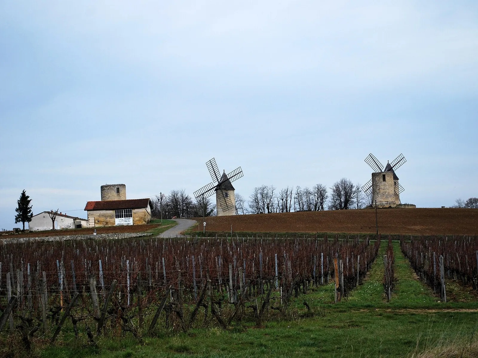 Les moulins de Calon au-dessus des vignes de Montagne, en hiver