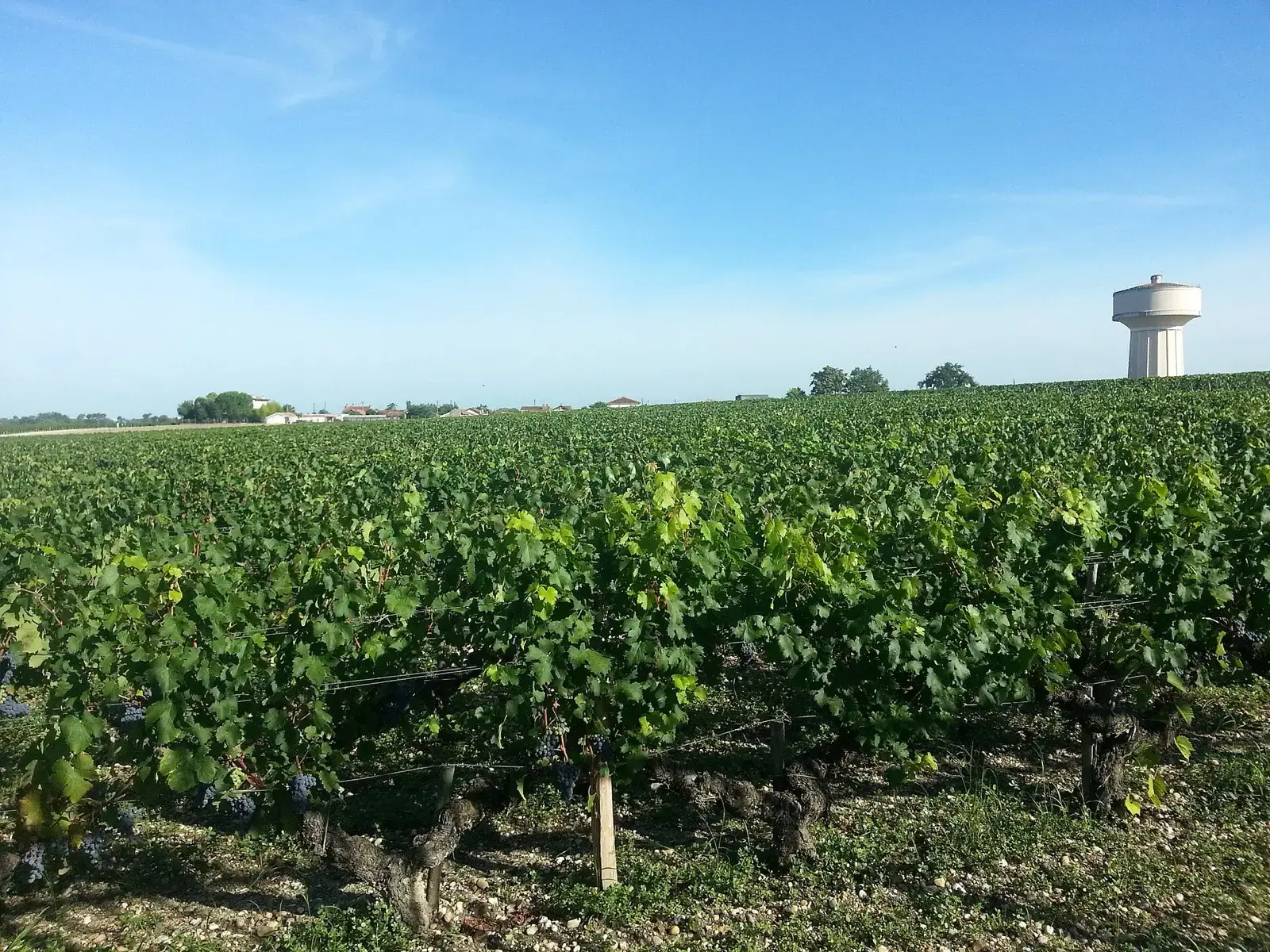 Les vignes de Haut-Brion à Pessac