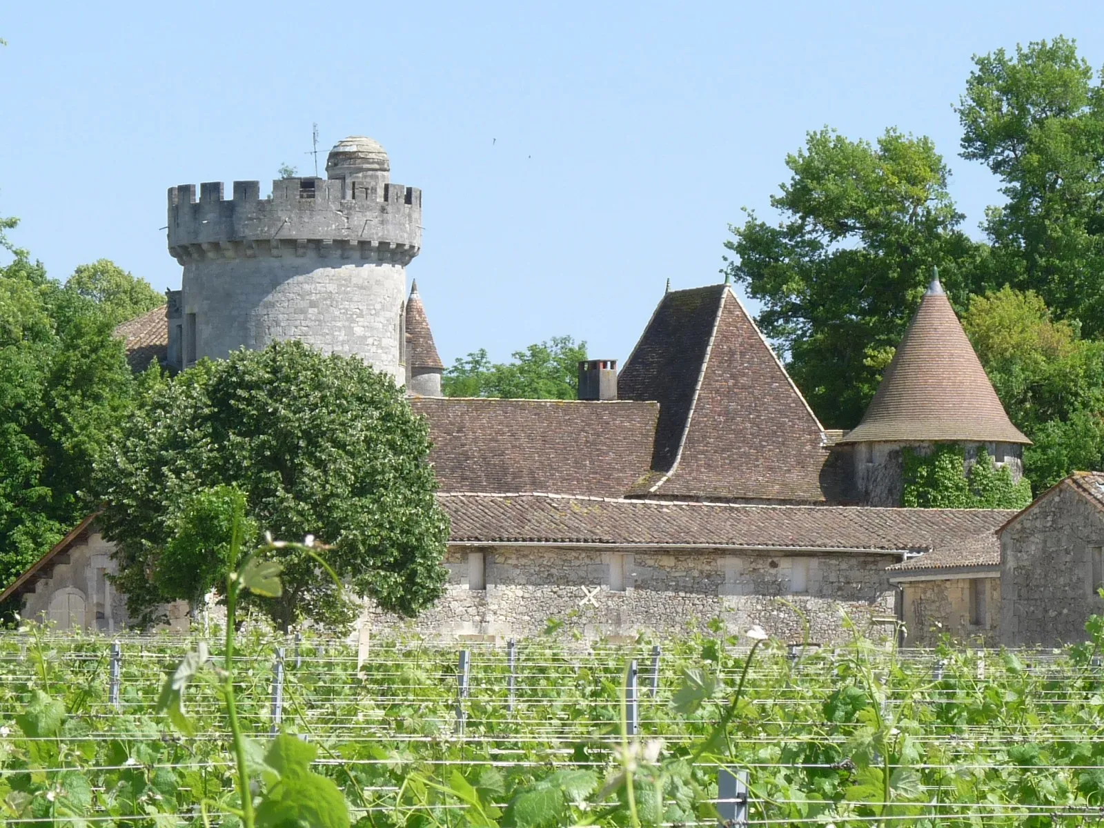 Le château de Savignac-de-l’Isle, sa tour crénelée et ses toits, derrière une parcelle de vigne