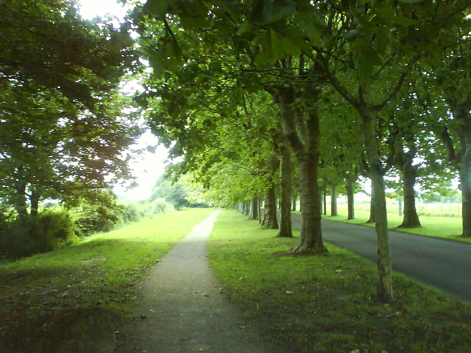 L’allée des Platanes de Varennes-le-Grand, chemin ombragé entre deux rangées d’arbres